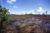 Scenic view of the wet prairie land in the Everglades National Park.