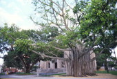 View showing banyan tree in the courthouse square in the Fort Myers Downtown Commercial District.