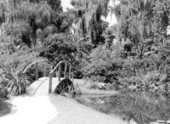 Scenic view of small bridge crossing stream at Cypress Gardens - Winter Haven, Florida