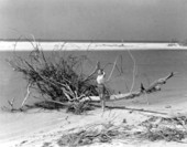 Donna Gardner posing near driftwood - Englewood, Florida.