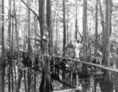 People on a pathway at Gaskin's Cypress Knee Museum - Palmdale, Florida