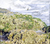Moss covered beachrock - Hillsborough County, Florida