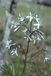 Fringed bluestar