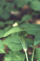 Jack-in-the-pulpit