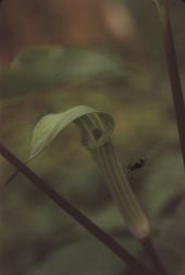 Jack-in-the-pulpit