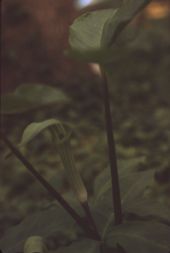 Jack-in-the-pulpit