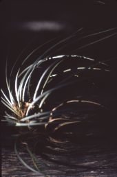 Unidentified wild pine or airplant