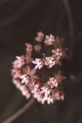 Milkweed