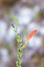 Yellow bractspike