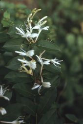 Japanese honeysuckle