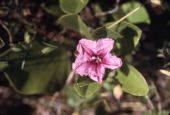 Railroad vine or bayhops - Islamorada, Florida