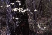 Flowering dogwood