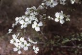Flowering dogwood