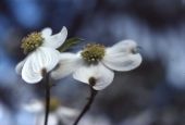 Flowering dogwood