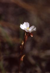 Threadleaf sundew - Saint Marks National Wildlife Refuge, Florida