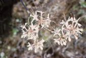 Swamp honeysuckle or swamp azalea