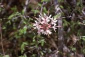Swamp honeysuckle or swamp azalea