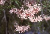 Swamp honeysuckle or swamp azalea