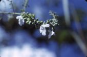 Small's skullcap or helmet flower