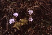 Small butterwort