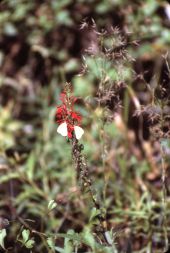 Cardinal flower