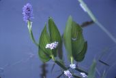 Pickerelweed