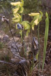 Yellow pitcherplant