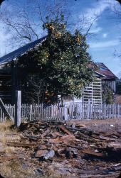 Bittersweet orange tree - Medart, Florida