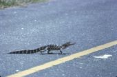 Young alligator - Saint Marks, Florida