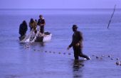 Fishing for mullet - Shell Point, Florida