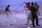 Mullet fishermen - Shell Point, Florida