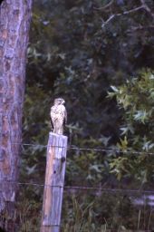 Red-shouldered hawk