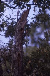Red-bellied woodpecker