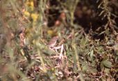 House wren