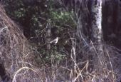 Mockingbird