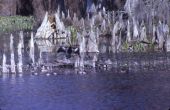 Anhinga - Wakulla Springs, Florida