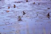 Purple gallinule