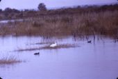 Snow goose