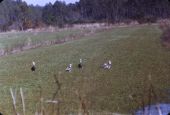 Blue goose