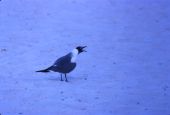 Laughing gull