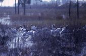 Wood ibis