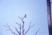 Osprey