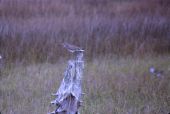Semipalmated snipe, or Willet