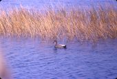 Gadwall