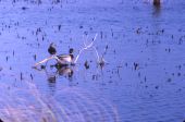Mallards
