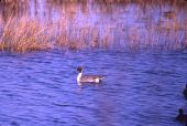 Pintail