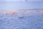 Ruddy duck