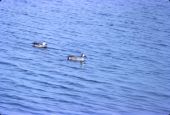 Blue-winged teal