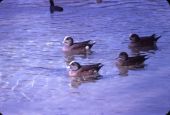 American widgeon