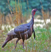 Wild turkey at Fisheating Creek - Glades County, Florida.